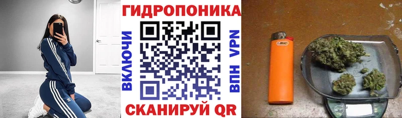 Шишки марихуана конопля  Сураж 